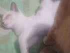 Сиамская кошка бесплатно