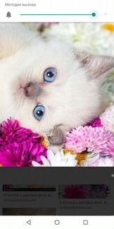 Рэгдол котята