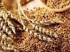 Зерно Пшеница, овес объявление продам