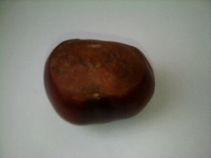 Семена каштана урожая 2019 года