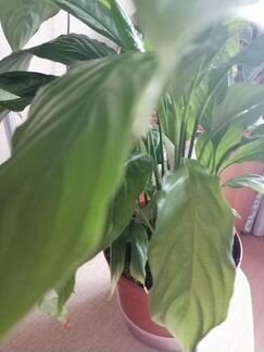 Цветок спатифиллюм