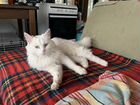 Найдена кошка турецкая ангорка белая