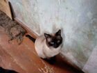 Сиамский кот приглашает на вязку сиамских кошечек