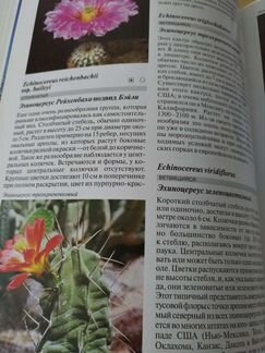 Кактусы литопсы растения Энциклопедия справочник