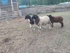 Овцы, бараны дорпер