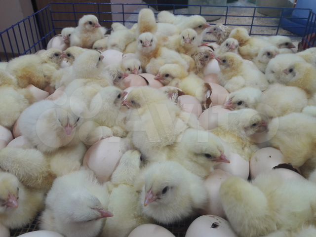 легбар маран. суточные цыплята ломан браун. индоутка с куриными цыплятами. купить кур в курской обл. цыплята от кур несушек.