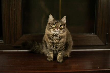 Котенок Синди в добрые руки