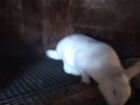 Кролики белый паннон