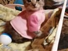 Котенок рыжей сибирской кошки объявление продам