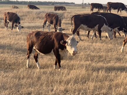 Коровы, нетели, телки породы герефорд - фотография № 7