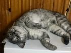 Молли- стерилизованная кошка в терпеливые руки объявление продам