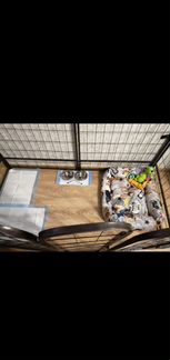 Загон для собак