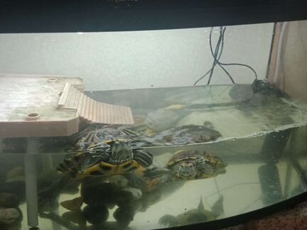 Красноухая черепаха бесплатно с аквариумам