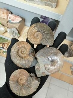 Аммониты Deshayesites sp и Euphylloceras