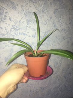 Хлорофитум