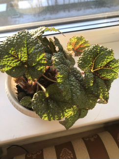 Бегония Мэсона