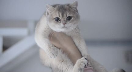 Британская