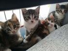 Игривые котята для загородного дома объявление продам