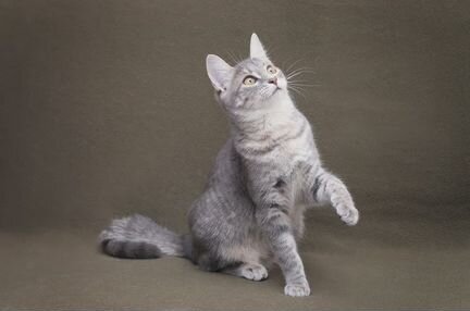 Котенок в дар в добрые руки