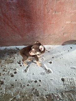 Щенок