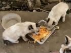 Тайские котята ищут добрых хозяев
