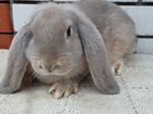 Кролики породы французский баран цена за месяц объявление продам