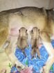 Продам щенков западно - сибирской лайки объявление продам