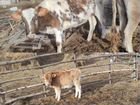 Коровы с бычками объявление продам