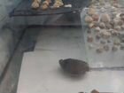 Террариум для красноухой черепахи
