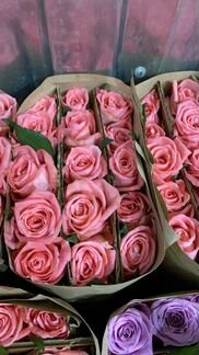 Роза оптом и в розницу