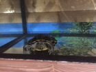 Продам черепаху+аквариум объявление продам