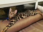 Азиатский леопардовый кот объявление продам