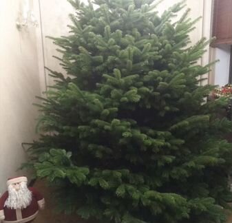 Пихта Фразера