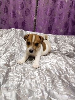 Щенки джек рассел терьер