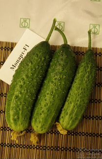 Семена огурцов оптом - Огурец Моцарт F1