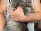 Британская длинношерстная кошка, бесплатно Найдена