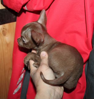 Чихуахуа Шоко брат 3