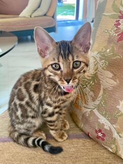 Бенгальский котенок (девочка - 3 месяца)