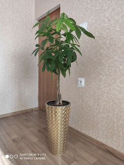 Пахира(комнатное растение)