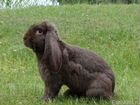 Кролики француский бараны объявление продам