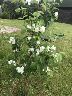 Цветки жасмина сушеные