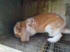 Кролик Французский баран (вязка) объявление продам
