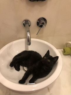 Кошечка 3 месяца