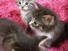 Котенок мейн-кун метис объявление продам
