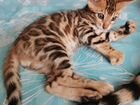 Бенгальский котенок. Вязка