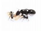 Крымский муравей, муравьи на любой вкус объявление продам