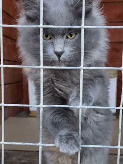 Спасенные котята
