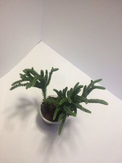 Крассула Плауновидная или Мускоза (суккулент)