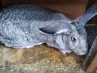 Крупные кроли и крольчата разных пород объявление продам