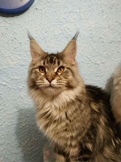 Мейн-кун котята
